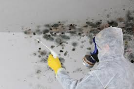 Best Water Damage & Mold Remediation  in Brookfield Center, OH